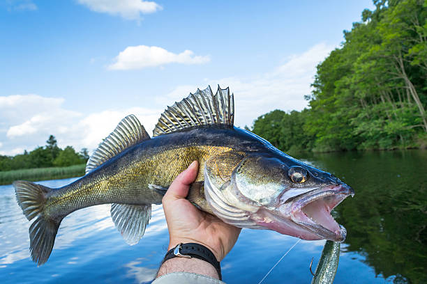 Walleye outdoor portrait Portrait of huge walleye in angler hand bass fish stock pictures, royalty-free photos & images