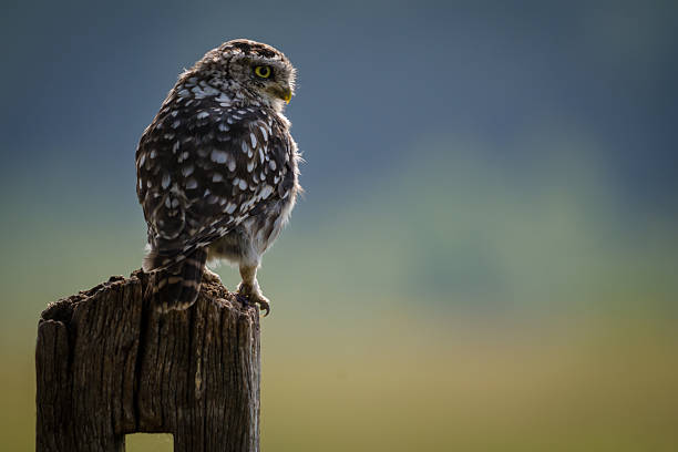 Early Morning Little Owl stock photo