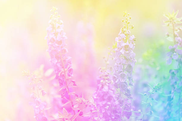 istock Sweet color flowers in bokeh texture soft blur for background 484881042