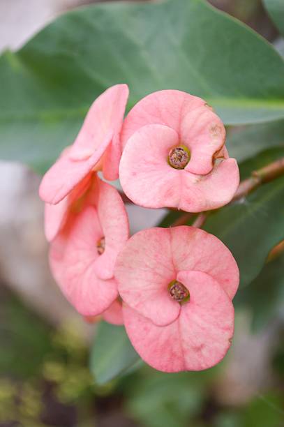 istock pink Euphorbia flower 484883516