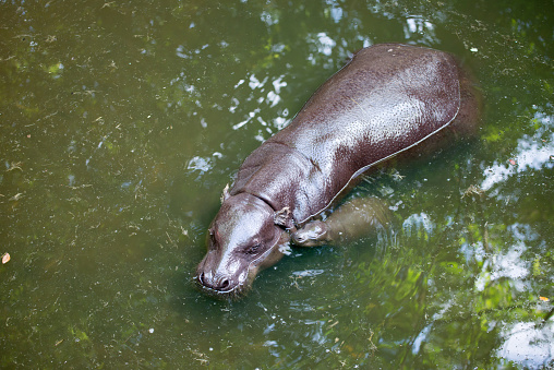 pygmy hippo and baby in the lake