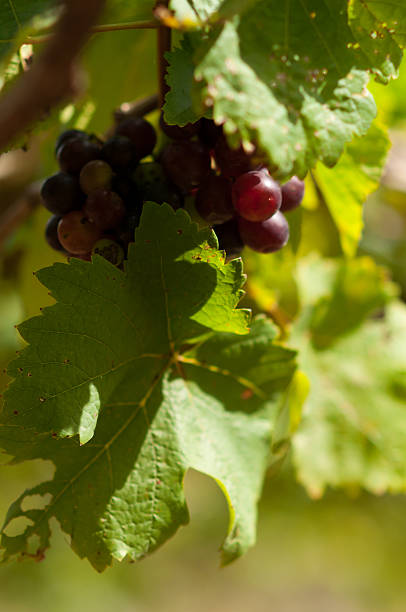 istock Dark grapes in the vineyard 484886960