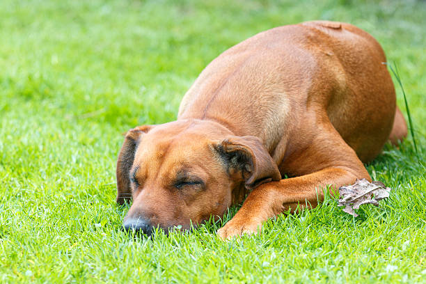 istock Close-up of sleeping dog on green grass 484887886