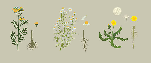 illustrazioni stock, clip art, cartoni animati e icone di tendenza di giallo herbarium - flower head bouquet daisy petal