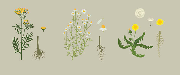 黄色 herbarium - flower head bouquet daisy petal点のイラスト素材／クリップアート素材／マンガ素材／アイコン素材