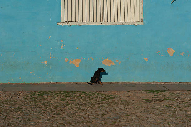 istock Stray dog sitting and itching in front of blue wall 484891568