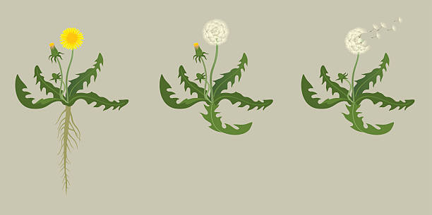 mniszek - dandelion flower yellow vector stock illustrations