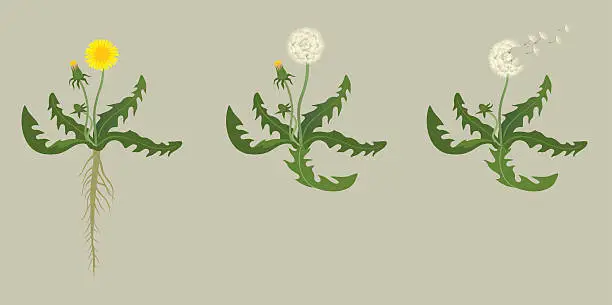 Vector illustration of Dandelion