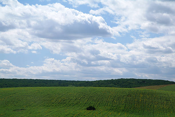 istock Field and sky. Beautiful landscape 484893256
