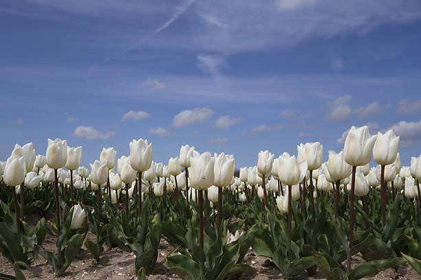 Field of white tulips stock photo