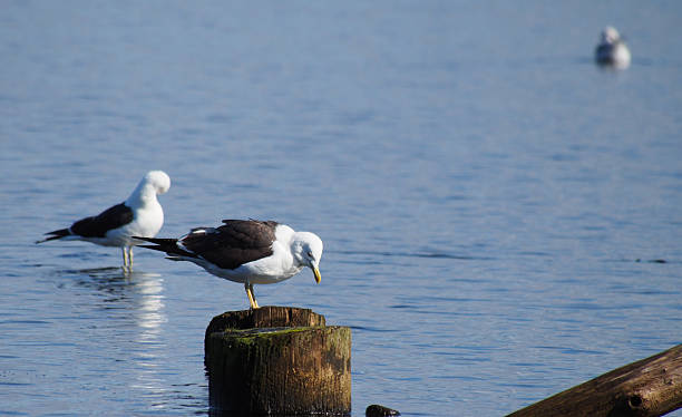istock Black-headed gulls on old pilings in the lake 484895365