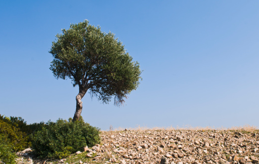 Lonely olive tree against a blue sky on a deserted place.  Concept of loneliness and hope.