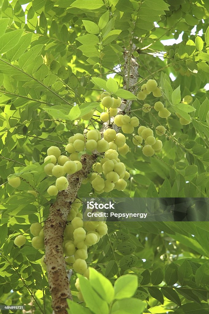 Star Gooseberry Star gooseberry on tree Acid Stock Photo