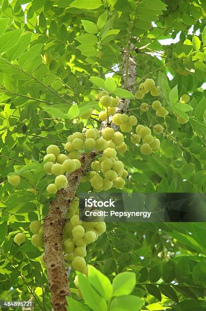 Star Gooseberry Stock Photo - Download Image Now - Acid, Agriculture, Asia