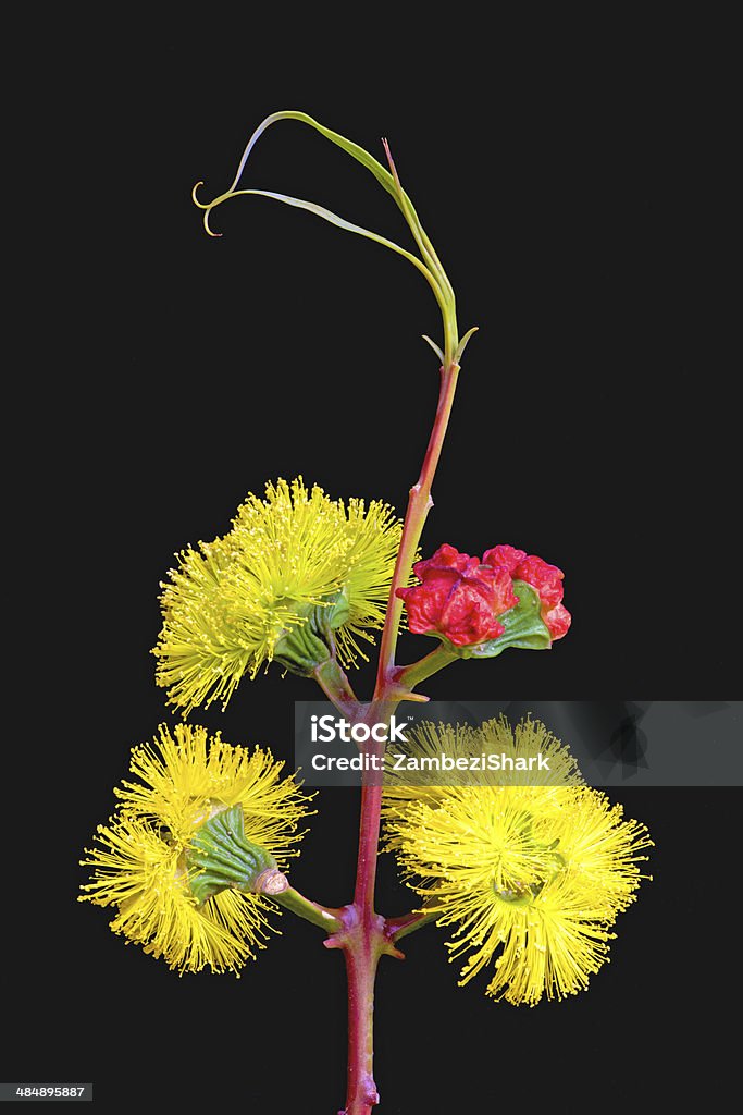 Gum Tree Blossom The yellow flower and scarlet buds of the Australian Illyarie or Red-Capped Gum Tree, Eucalyptus erythrocorys, one of the most spectacular of the eucalypts when in flower. Australia Stock Photo