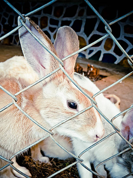 istock Oryctolagus cuniculus, European rabbits in a Cage 484896735