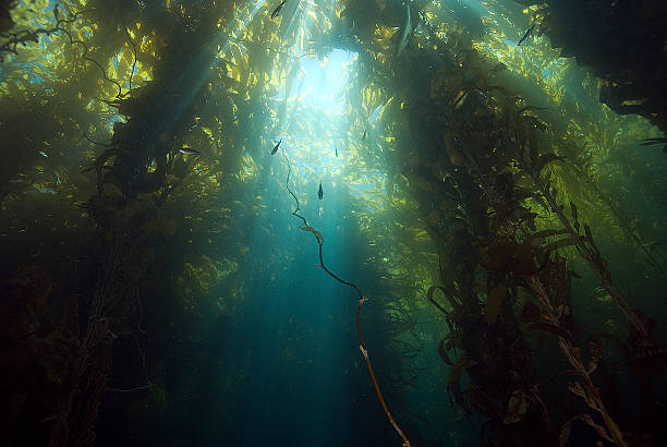istock Sunlight through the California kelp forest 484897053