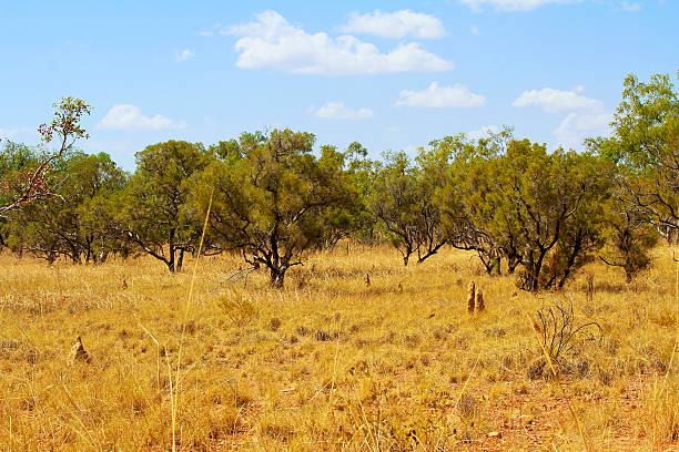 istock Australian Landscape - grass in Bungle Bungles (Purnululu) 484897125