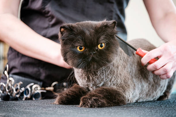 Professional Cat Groomer in a Pet Salon A professional cat groomer finishes the grooming on a cat. The pet is laying on a grooming table, inside a pet grooming business while the woman groomer combs the animal's hair. dog grooming stock pictures, royalty-free photos & images