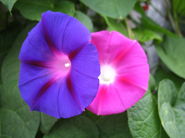 istock pink and blue flowers 484897513