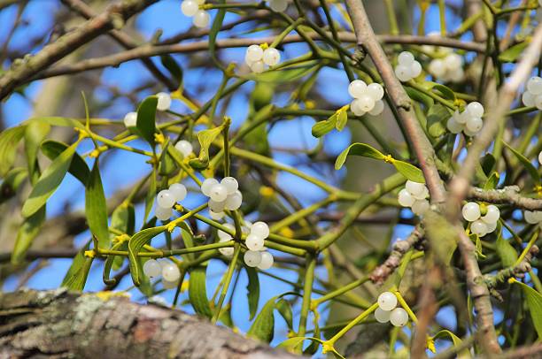 mistletoe mistletoe berries knurl stock pictures, royalty-free photos & images