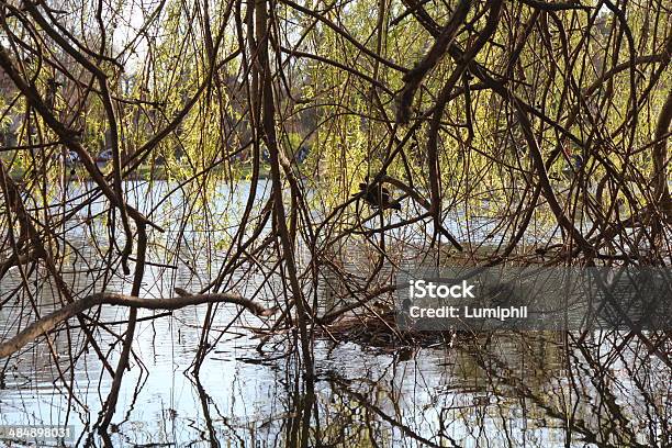 Na Jezioro - zdjęcia stockowe i więcej obrazów Bez ludzi - Bez ludzi, Drzewo, Fotografika