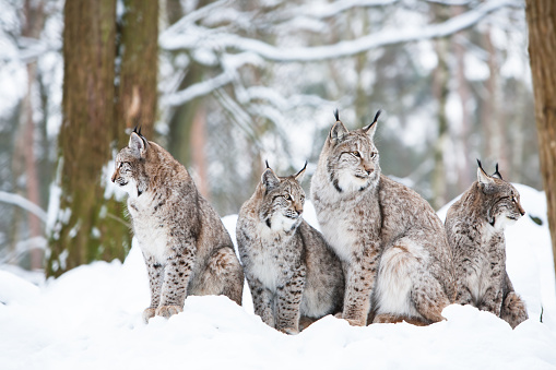 lynx family with four bobcats sitting in a snowy winter forest