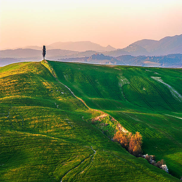 istock Tuscan green spring at sunset, Italy 484898307