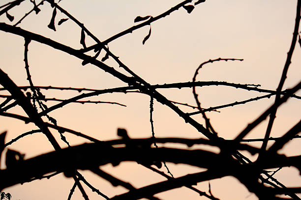 branche d'arbre silhouette - death fear focus on shadow isolated objects photos et images de collection