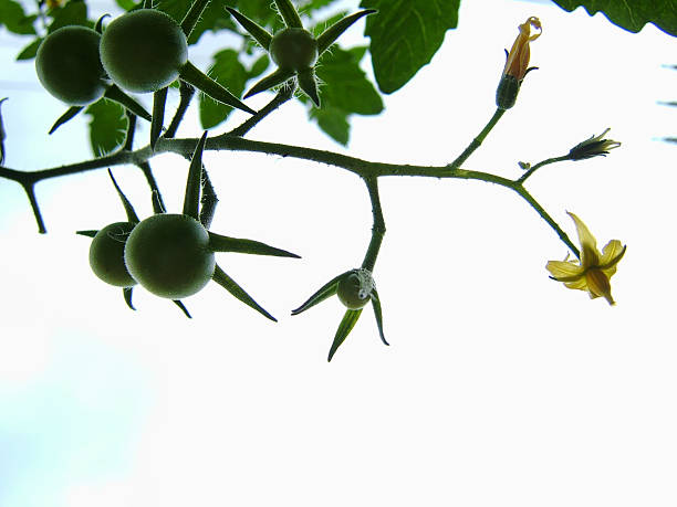 Tomato stock photo