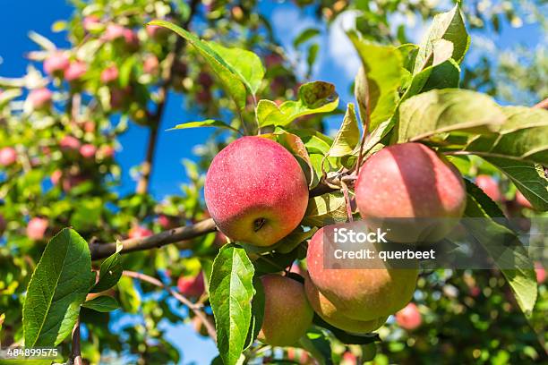 Äpfel Im Obstgarten Stockfoto und mehr Bilder von Agrarbetrieb - Agrarbetrieb, Apfel, Apfelbaum