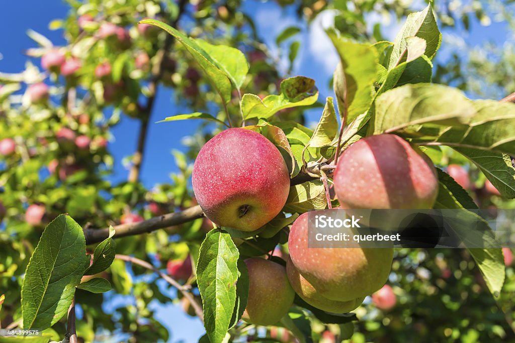 Pommes dans le verger - Photo de Agriculture libre de droits