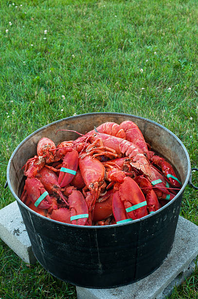 istock Pot of cooked lobster. 484900434