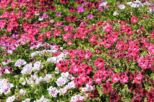 istock Pink/white/purple flowers 484900577