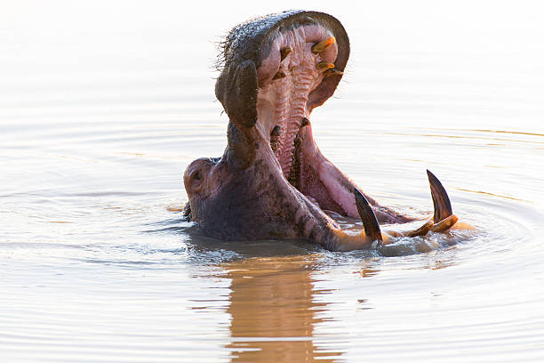 gähnen hippo mit großen zähnen - kruger national park hippopotamus animal mouth animal stock-fotos und bilder