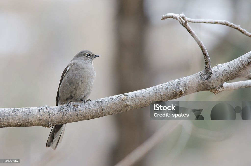 Townsend's Solitaire Front view of a Townsend's Solitare perched on tree branch. Animal Stock Photo