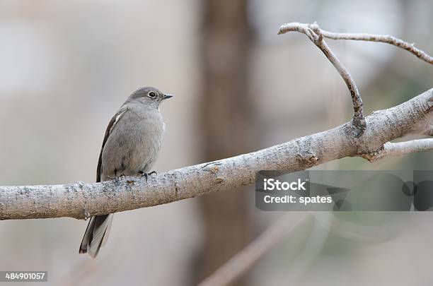 Townsends Solitaire Stock Photo - Download Image Now - Animal, Animal Wildlife, Animals In The Wild