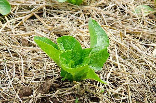 istock Closeup of lettuce 484901619