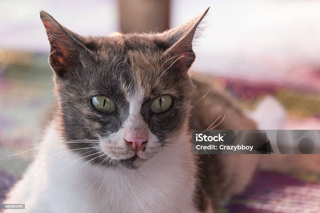 Close-up Cat Animal Stock Photo