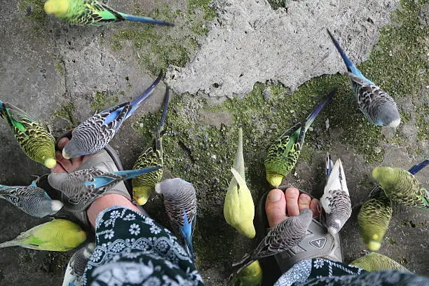 Canary birds eating bird food from the feet.Taken in Thailand, Koh Samui island.