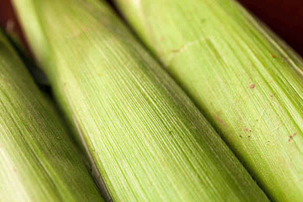 Unshucked Ear Of Corn Close up of a couple of corn ears that are unshucked. maize unshucked cob stock pictures, royalty-free photos & images