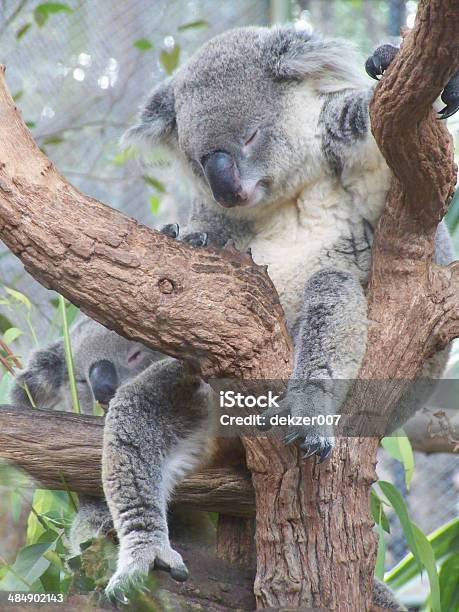 Dormir Coala - Fotografias de stock e mais imagens de Coala - Coala, Tristeza, Animal