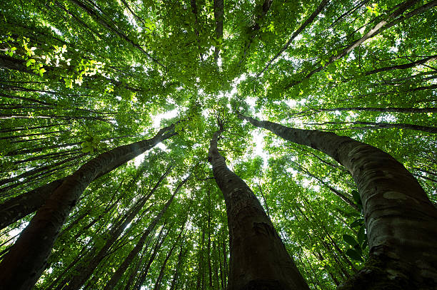 istock forest trees. nature green wood sunlight backgrounds. 484902310
