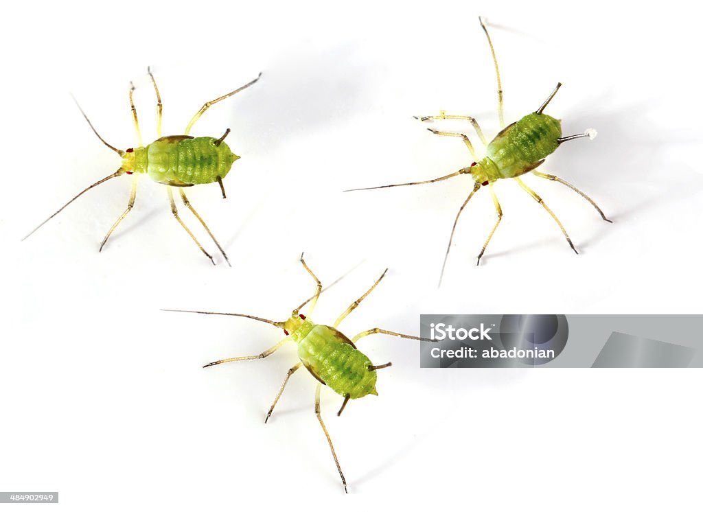 The Green aphids. Green aphids on white background.  Dangerous garden pest. Aphid Stock Photo