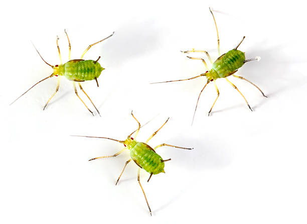 The Green aphids. Green aphids on white background.  Dangerous garden pest. black fly stock pictures, royalty-free photos & images