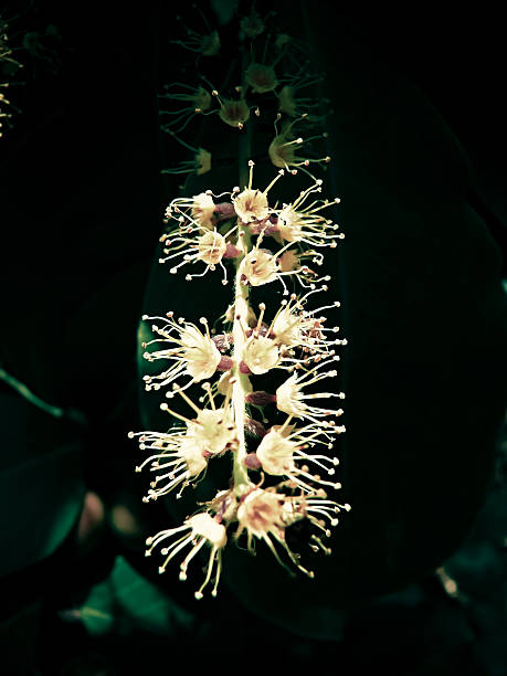 istock Flowers of Terminalia Chebula. Chebulic Myrobalan 484903027