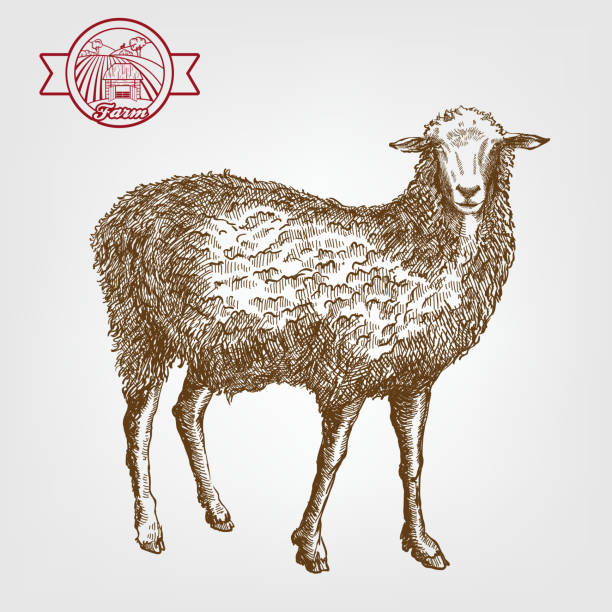 sheep breeding sheep breeding. vector sketch on a grey background lambchop stock illustrations