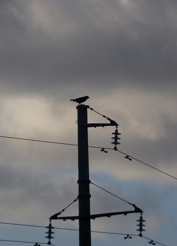 raven sitting on a power pole