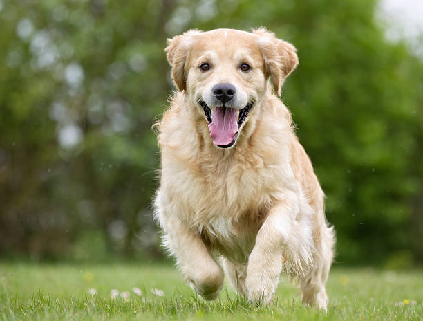 istock Golden Retriever dog running outdoors in nature 484906278