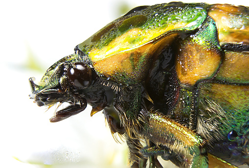 a macro photograph of a Japanese beetle head in profile